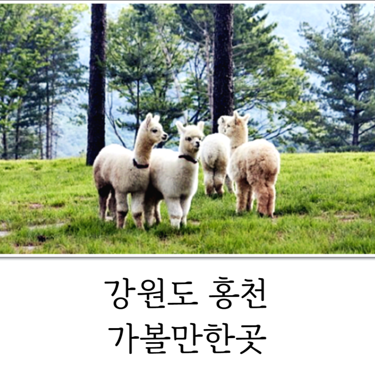  홍천 갈만한곳 힐링과 즐길거리를 동시에!