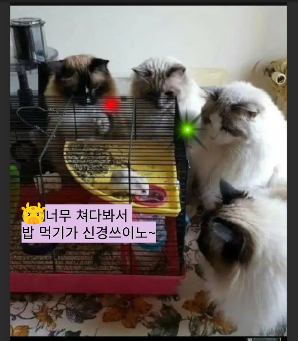  말풍선 짤 55