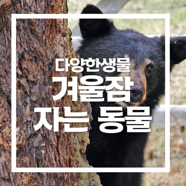  겨울잠 자는 동물의 종류,  정원 변온 동물 알아보기!