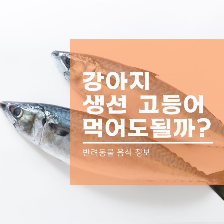 강아지 고등어 같은 생선은 먹어도 될까?