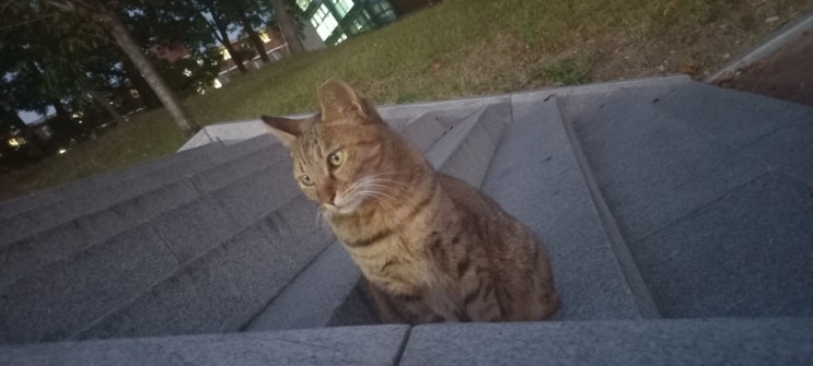 [동물일상] 저녁 먹으러 가는 길에 기숙사 앞에 있던 "고양이" 한 마리 나에게로 다가오다. (feat. 졸린 고양이 & 모델 같은 고양이)