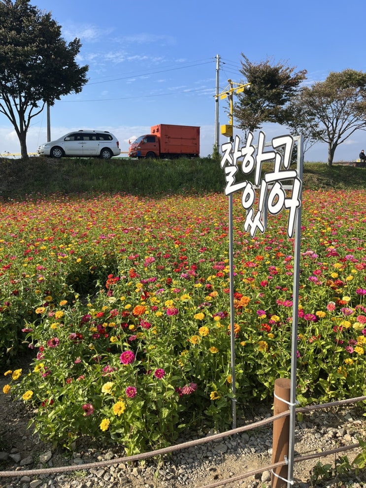  장성 황룡강 노란 꽃축제