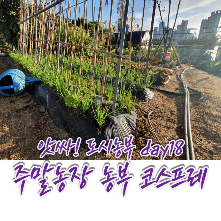  앗싸! 도시농부, 찬 바람 부는 텃밭에서