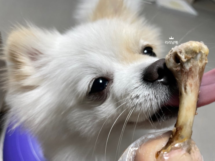 강아지가 치킨뼈를 먹으면 안되는 음식인데 먹었을 때 ?