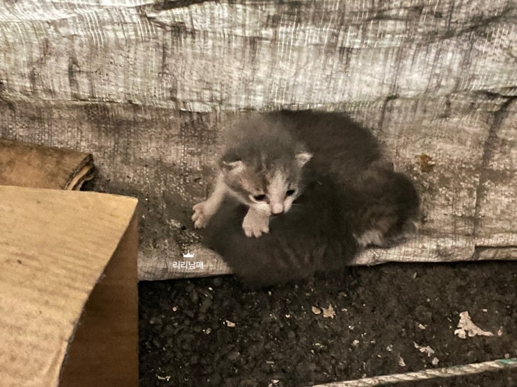  고양이 냥줍 썰. 입양해서 다둥이 집사 될 뻔 (f. 새끼 길고양이 우는 이유)