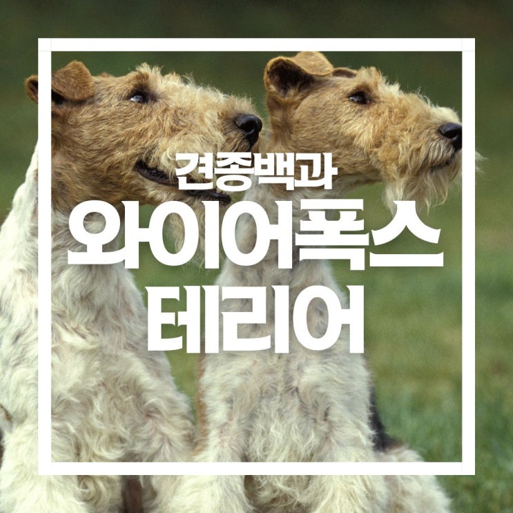  와이어 폭스 테리어 성격과 외형, 그리고 털빠짐은 어떨까?