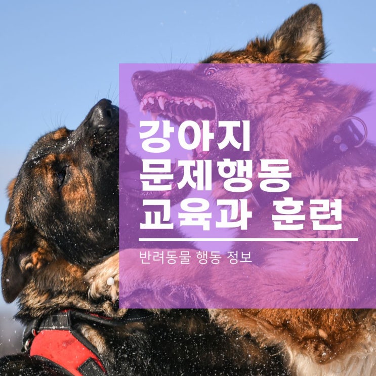  강아지 짖음 물어뜯기 공격성 등 문제행동 교정 교육과 훈련