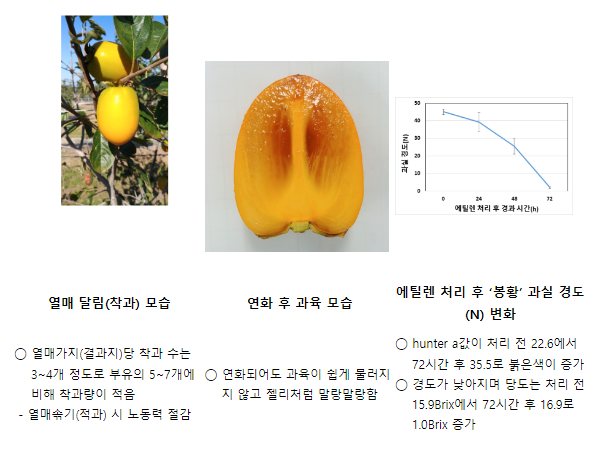 단감․홍시, 두 가지 맛 즐길 수 있는 ‘봉황’ 재배하세요_농촌진흥청 단감․홍시, 두 가지 맛 즐길 수 있는 ‘봉황’ 재배하세요_농촌진흥청