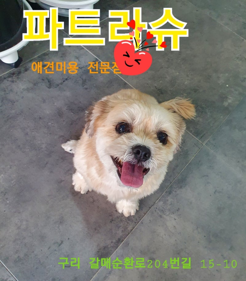 파트라슈 애견미용실호텔