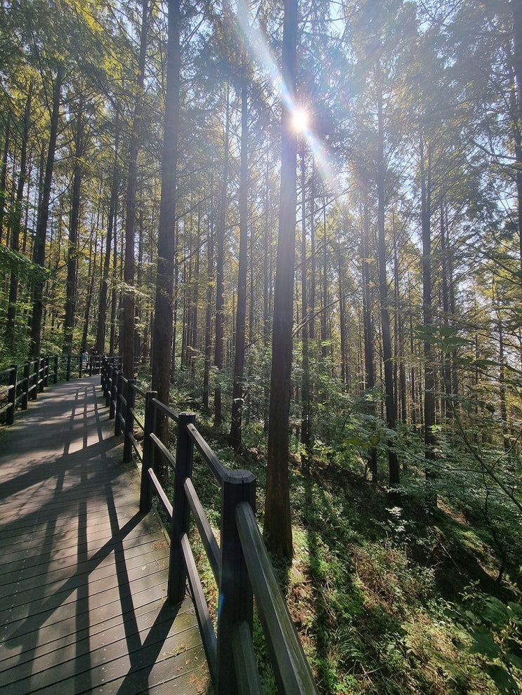  안산자락길 (안산둘레길) 가벼운 산책하기