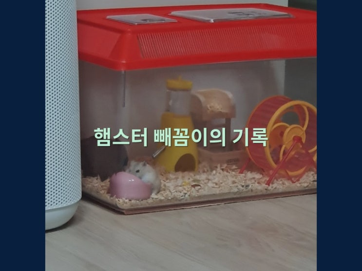  햄스터 빼꼼이(밥괴물)의 기록