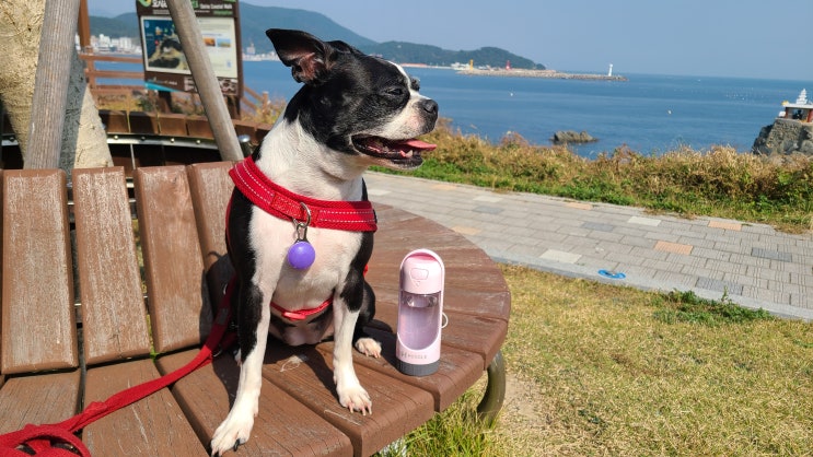  강아지산책물병 휴대성 좋은 허글 슬라이딩 애견용품 추천