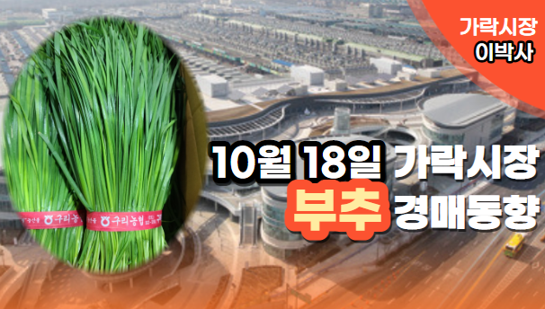  [경매사 일일보고] 10월 18일자 가락시장 "부추" 경매동향을 살펴보겠습니다!