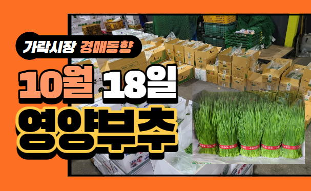 [경매사 일일보고] 10월 18일자 가락시장 "영양부추" 경매동향을 살펴보겠습니다!