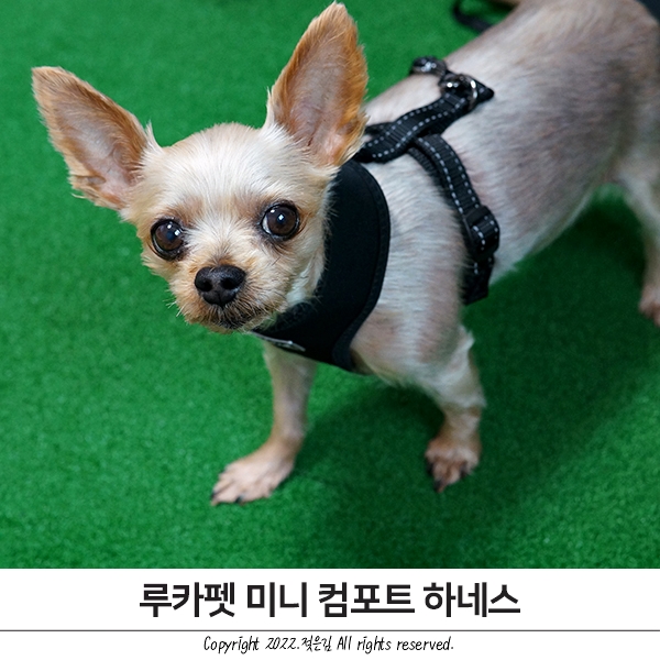 루카펫 미니 컴포트 하네스 초소형견 강아지하네스추천