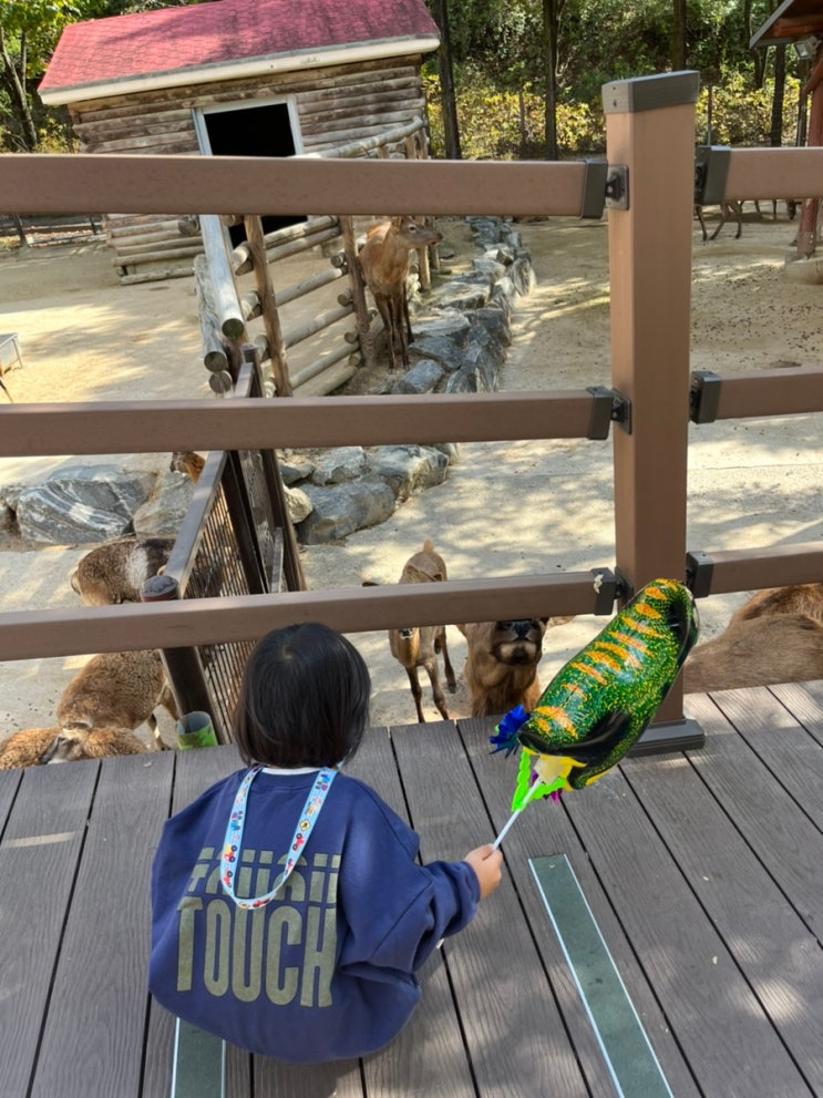 대전오월드 동물원&놀이공원 한번에 즐기기