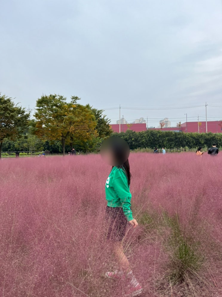  미사경정공원 :: 가을 데이트 핑크뮬리 명소 피크닉하기 좋아요