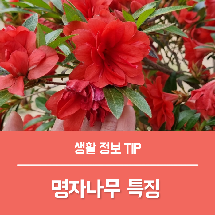 명자나무 꽃말, 명자나무 열매 특징 궁금하지 않나요?