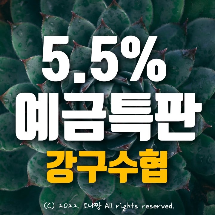 강구수협 정기예금특판 연5.5% 파격