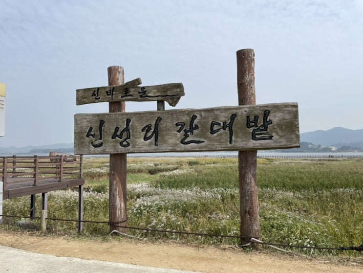  충청도 서천 나들이 [신성리갈대밭]