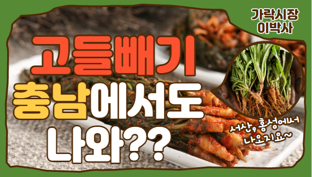  서산, 홍성에서도 고품질 고들빼기가 나옵니다!