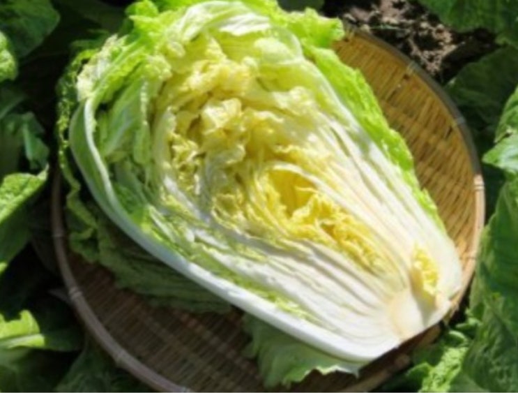  제철음식 가을 생배추 아침에 먹으면 생기는 몸의 변화