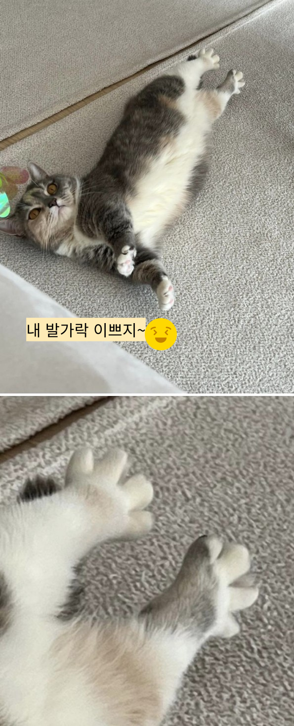  말풍선 짤  58