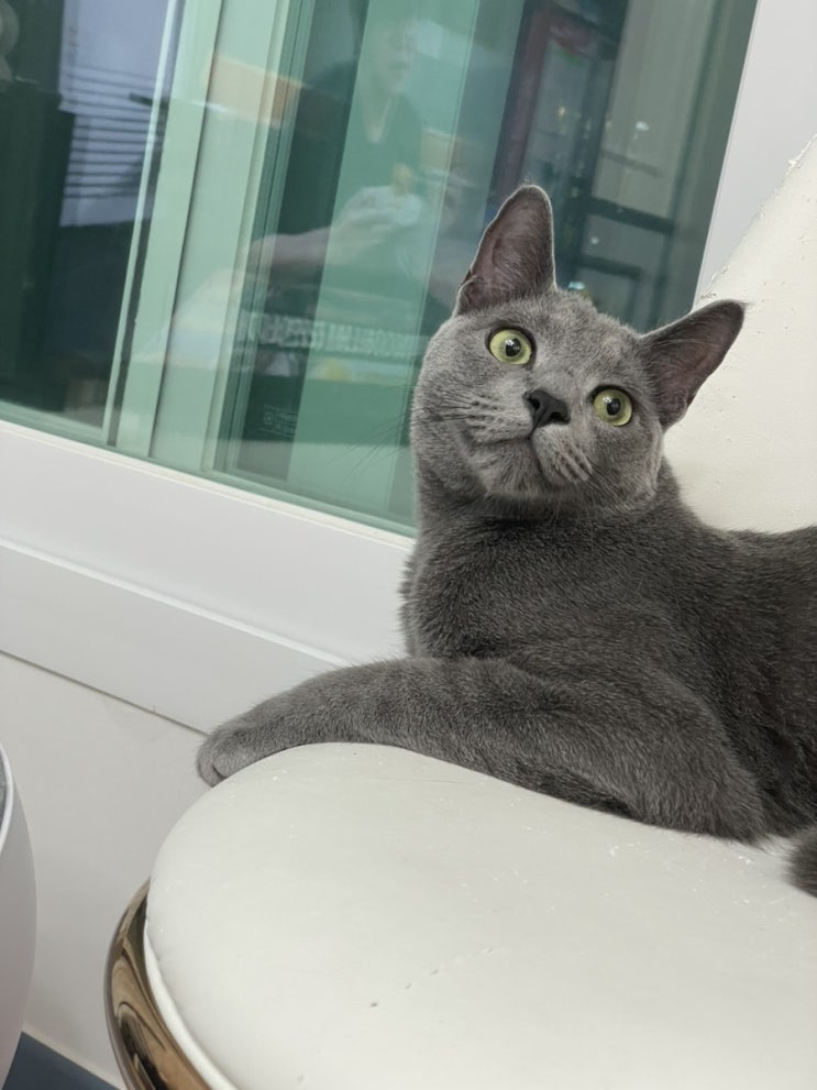 고양이 요로결석 증상 방광염 치료 및 예방 러시안블루 쿵이 집사의 삶