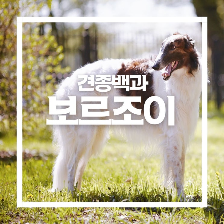  보르조이, 귀족적이고 우아한 대형견이자 러시아산 사냥개