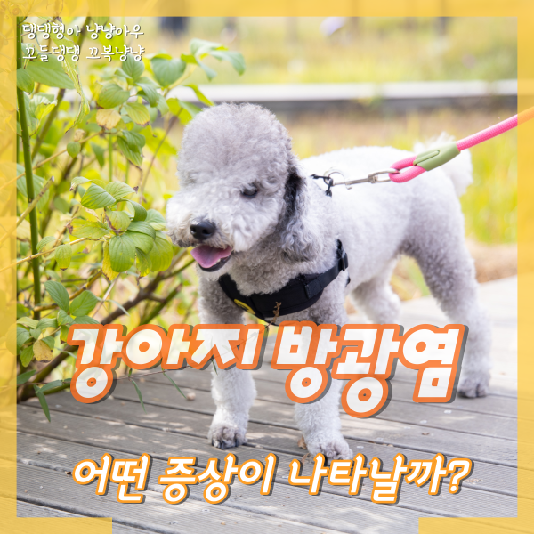  강아지 방광염 증상, 어떻게 나타나는 걸까?