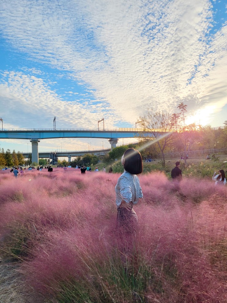 대저생태공원 핑크뮬리 - 인생샷, 주차장, 눈치작전성공