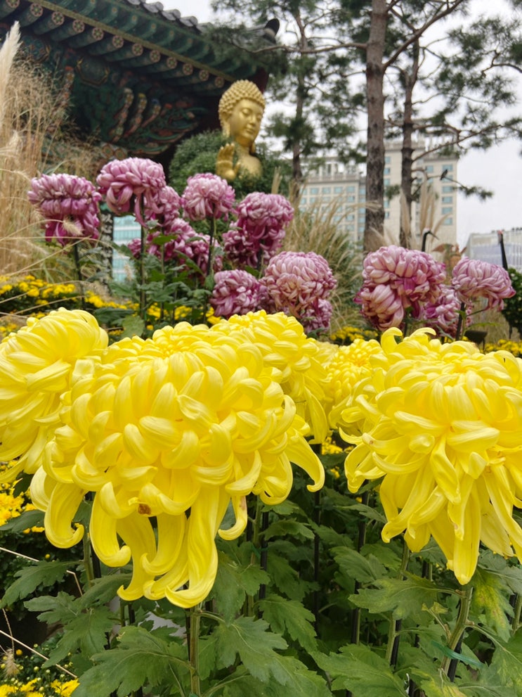  가을 주말 갈만한 곳 조계사 국화향기 나눔전 <서울 국화축제>