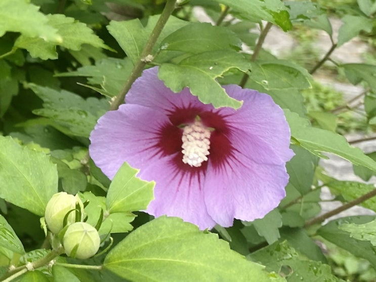  무궁화 꽃말도 이쁘네요