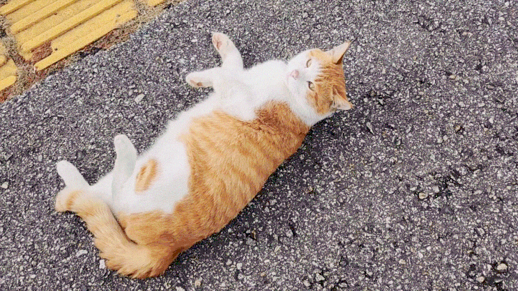  고양이 애교 카밍 시그널 행동 보이는 건 좋은 뜻만 있는 게 아니에요