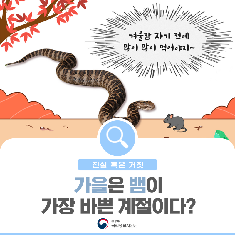 뱀