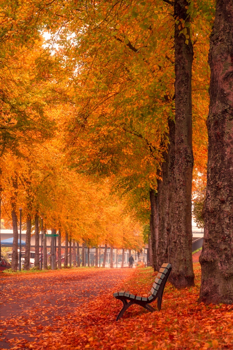  <귀트영> Canada's Fall Foliage _ 캐나다의 단풍