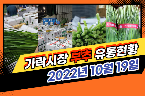  [경매사 일일보고] 10월 19일자 가락시장 "부추" 경매동향을 살펴보겠습니다!