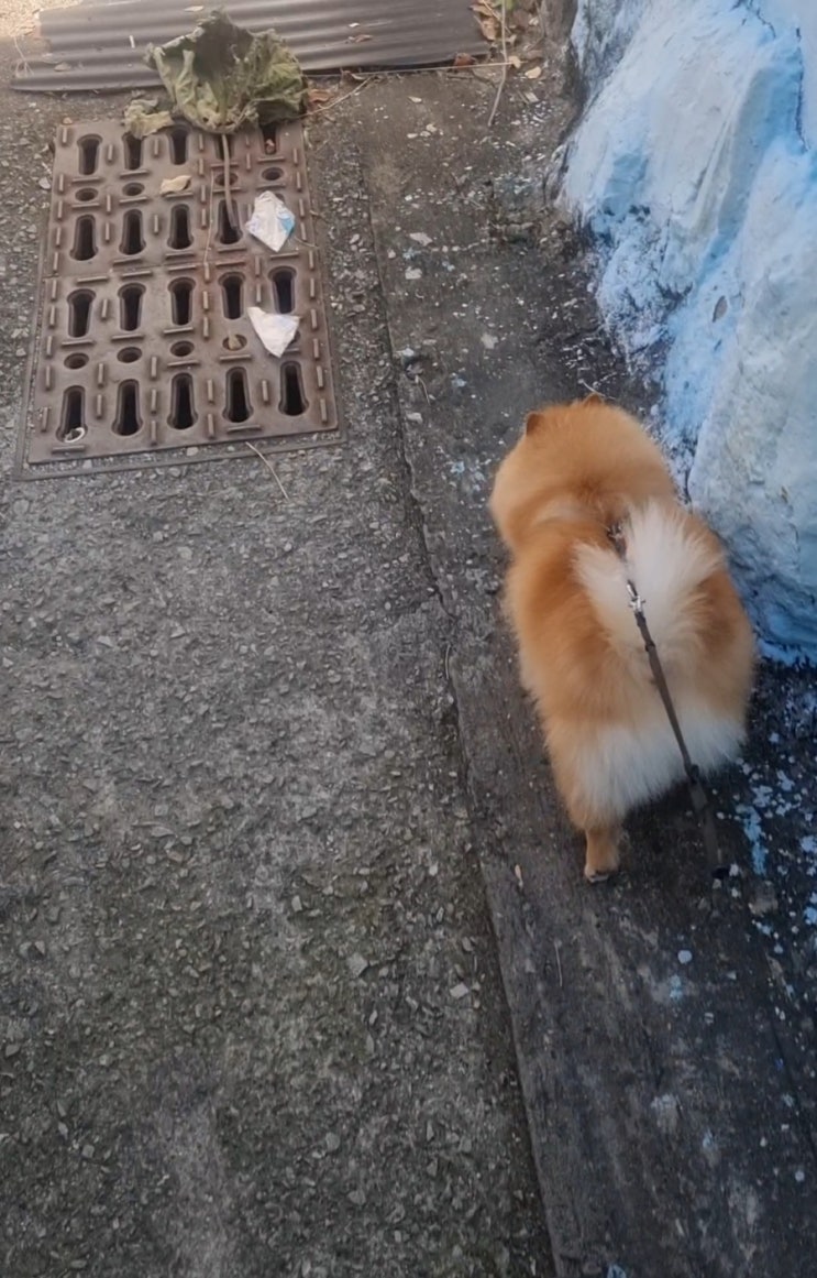  사랑이의 산책