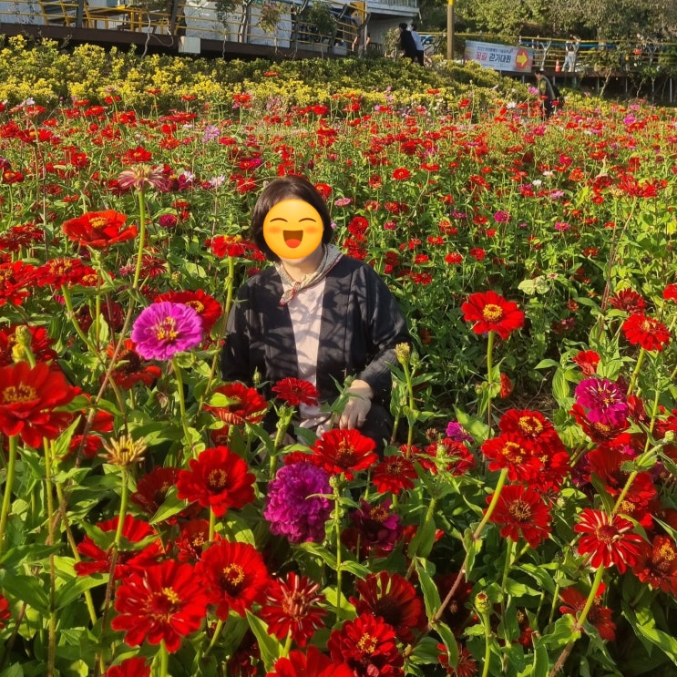  옐로시티 장성 황룡강 노란꽃 잔치에 다녀왔어요