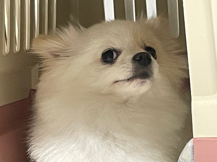  강아지 눈이 사시인 거 같아요. 괜찮은건가요 ?