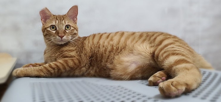  주간일기를 핑계삼아 고양이 자랑하기