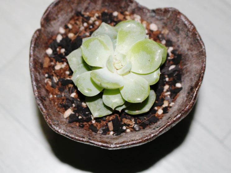  다육이 흙 햇빛 물 주기 키우는 법은?
