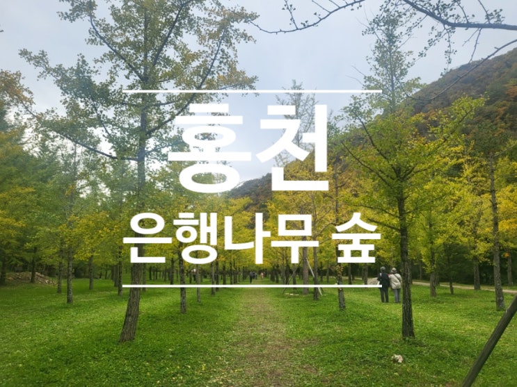 홍천 은행나무숲 방문 후기. 아직은 이른 은행나무숲 축제! (feat. 주차장, 개방 기간, 먹거리)