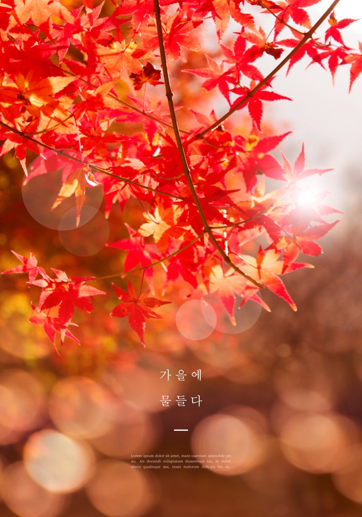  대전의 가을맞이 추천 단풍명소