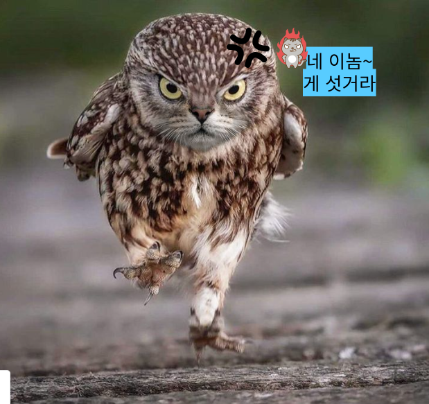  말풍선 짤  62