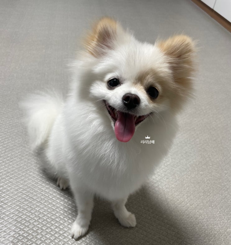  강아지 고양이 합사 중인 리리남매 10월 3주차 이야기