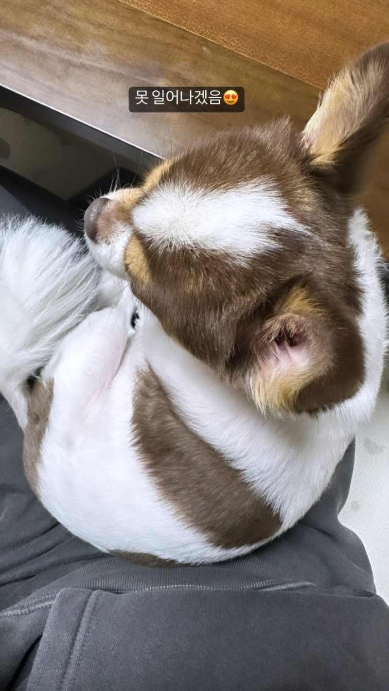 221018 양요섭 인스타스토리 양갱이 근황 , 무물답변모음