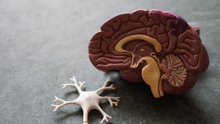 다중지능을 계발할 수 있는 방법들 Ⅱ 다중지능을 계발할 수 있는 방법들 Ⅱ