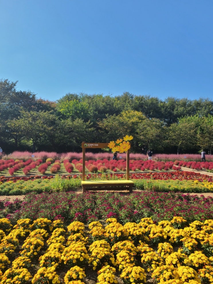 서울 올림픽공원 핑크뮬리 위치 야생화학습장 야생화단지 찾아가는법
