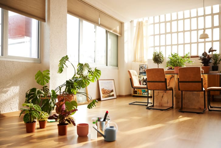 당신의 실내 화초 컬렉션은 얼마나 친환경적인가요?